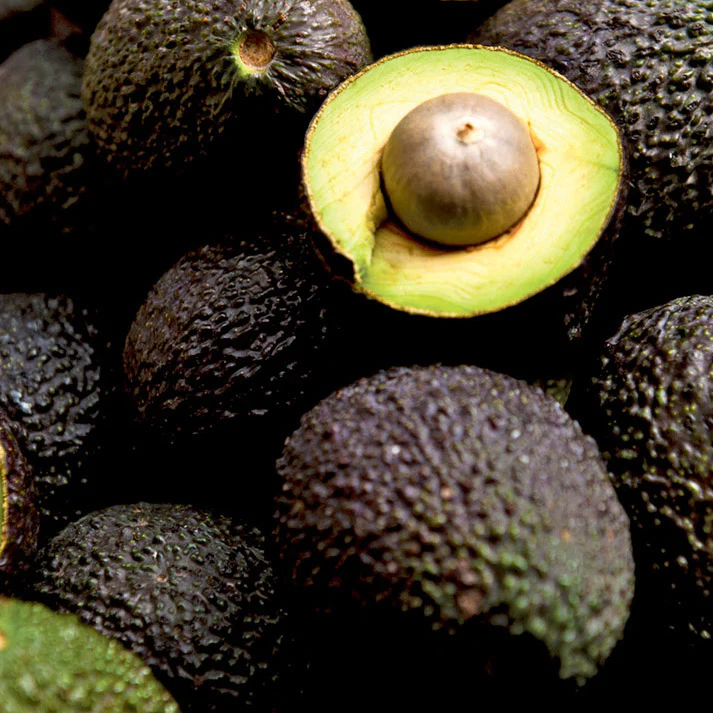 Fuerte Avocados