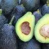 Fuerte Avocados