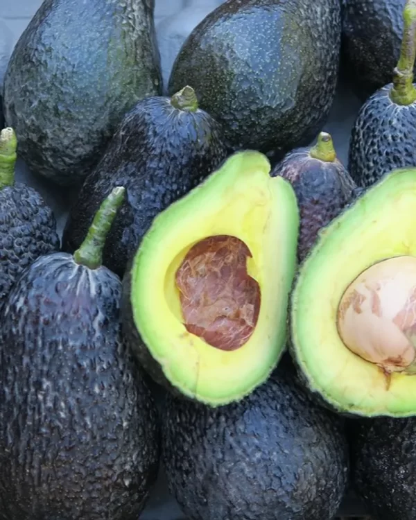 Fuerte Avocados