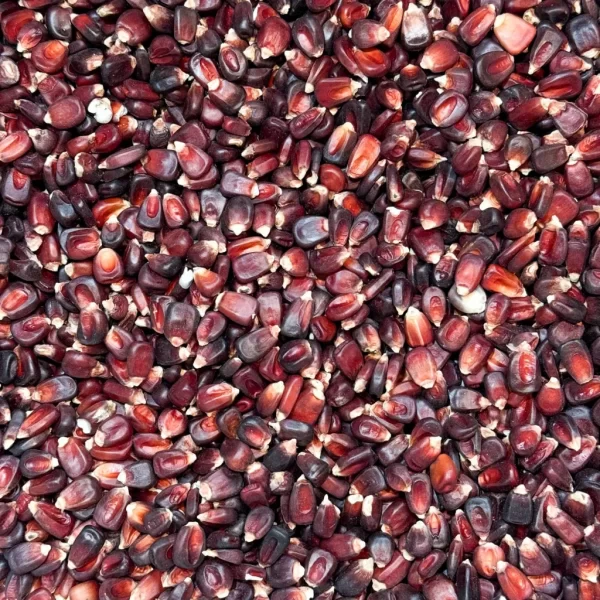 Red Corn/Maize