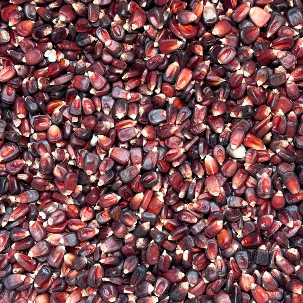 Red Corn/Maize