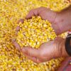 Yellow Corn/Maize